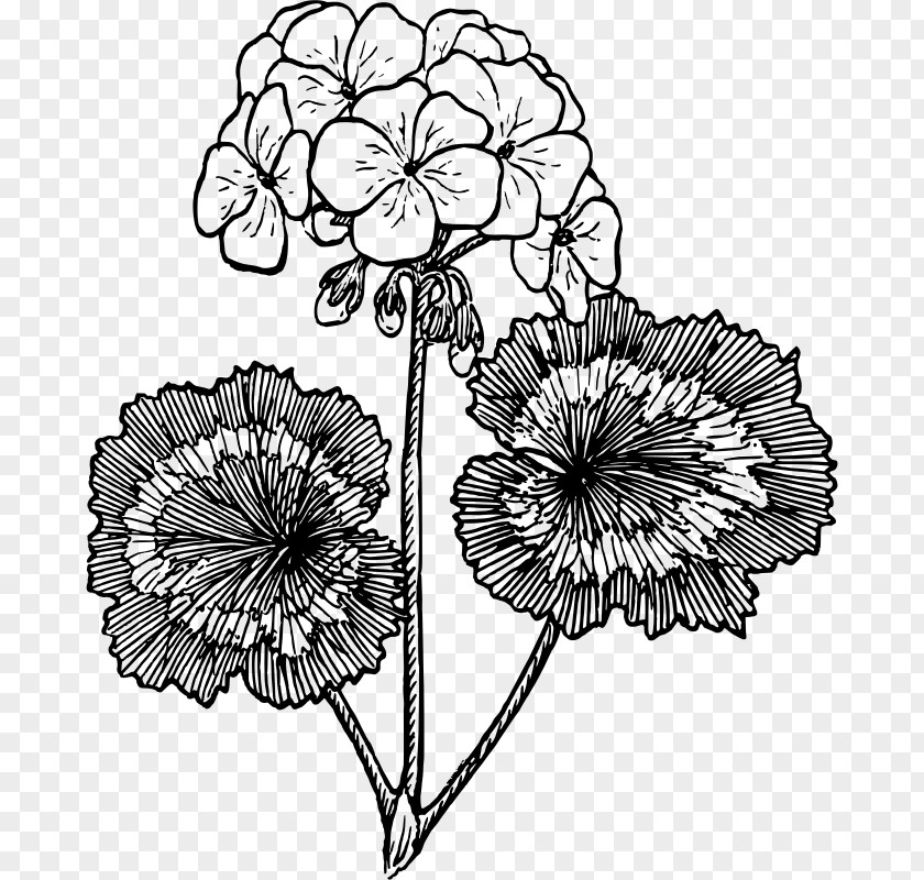Leaves Plant Drawing Crane's-bill Line Art Clip PNG