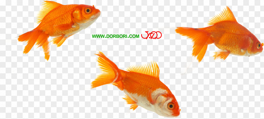One On Goldfish Koi Feeder Fish Fin PNG