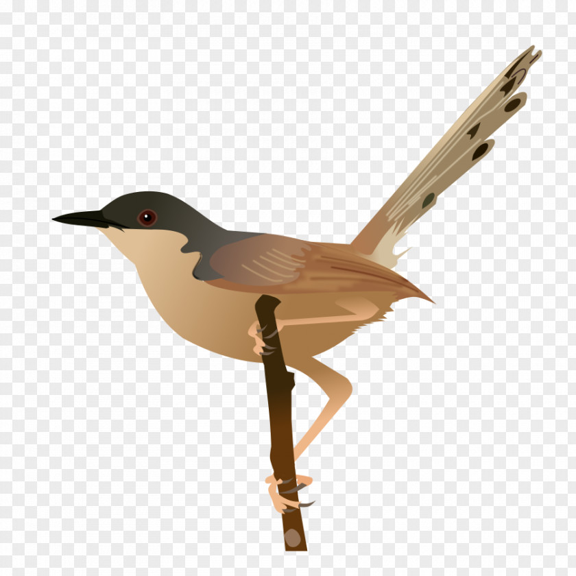 Bird Ashy Prinia Common Starling Socialis PNG