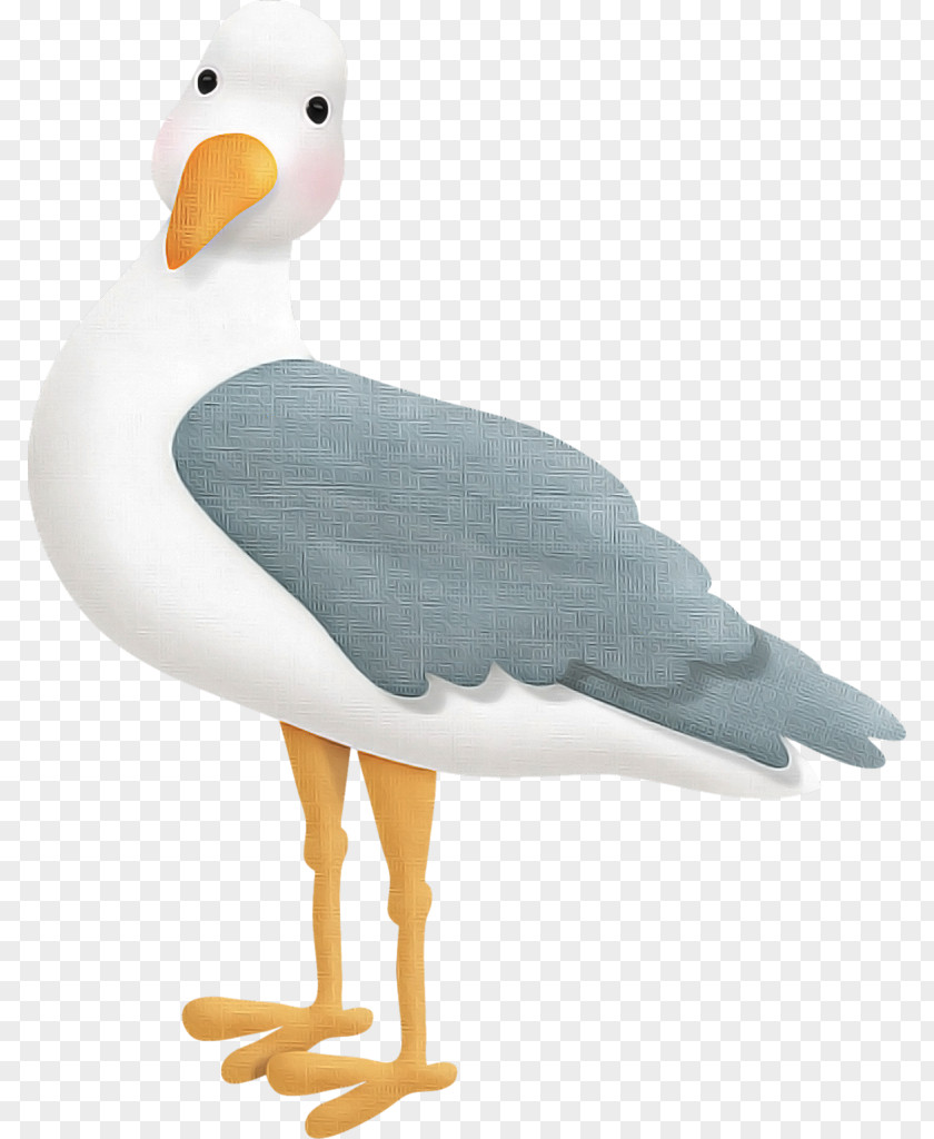 Bird Beak Seabird Water Animal Figure PNG