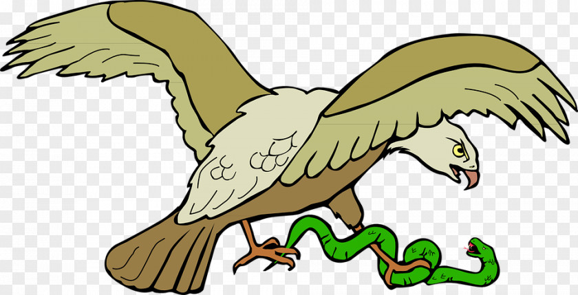 Eagle Vs Hawk Clip Art Snakes Bald Openclipart PNG