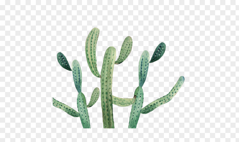 Green Cactus Cactaceae Poster PNG