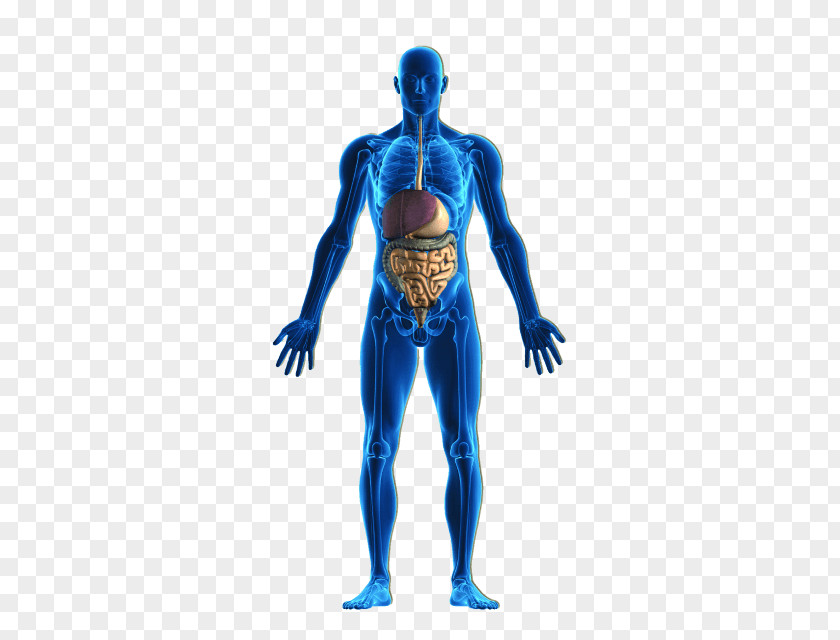 Human Body Organ System Stock Photography Homeostasis PNG body system photography Homeostasis, Peripheral Vascular clipart PNG
