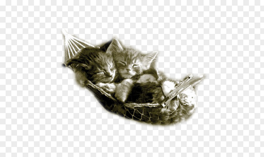 Kitten Hammock British Shorthair Puppy Tiger PNG