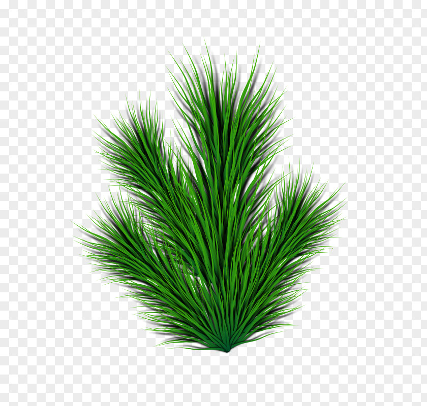 Pine Cone Fir Pinus Contorta Leaf Clip Art PNG