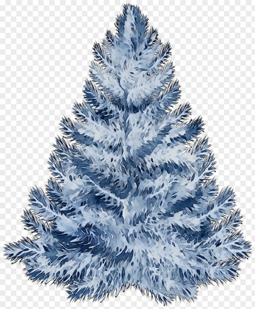 Spruce Christmas Tree Ornament Day Fir PNG