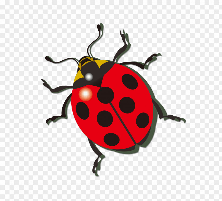 Ladybug Ladybird Icon PNG