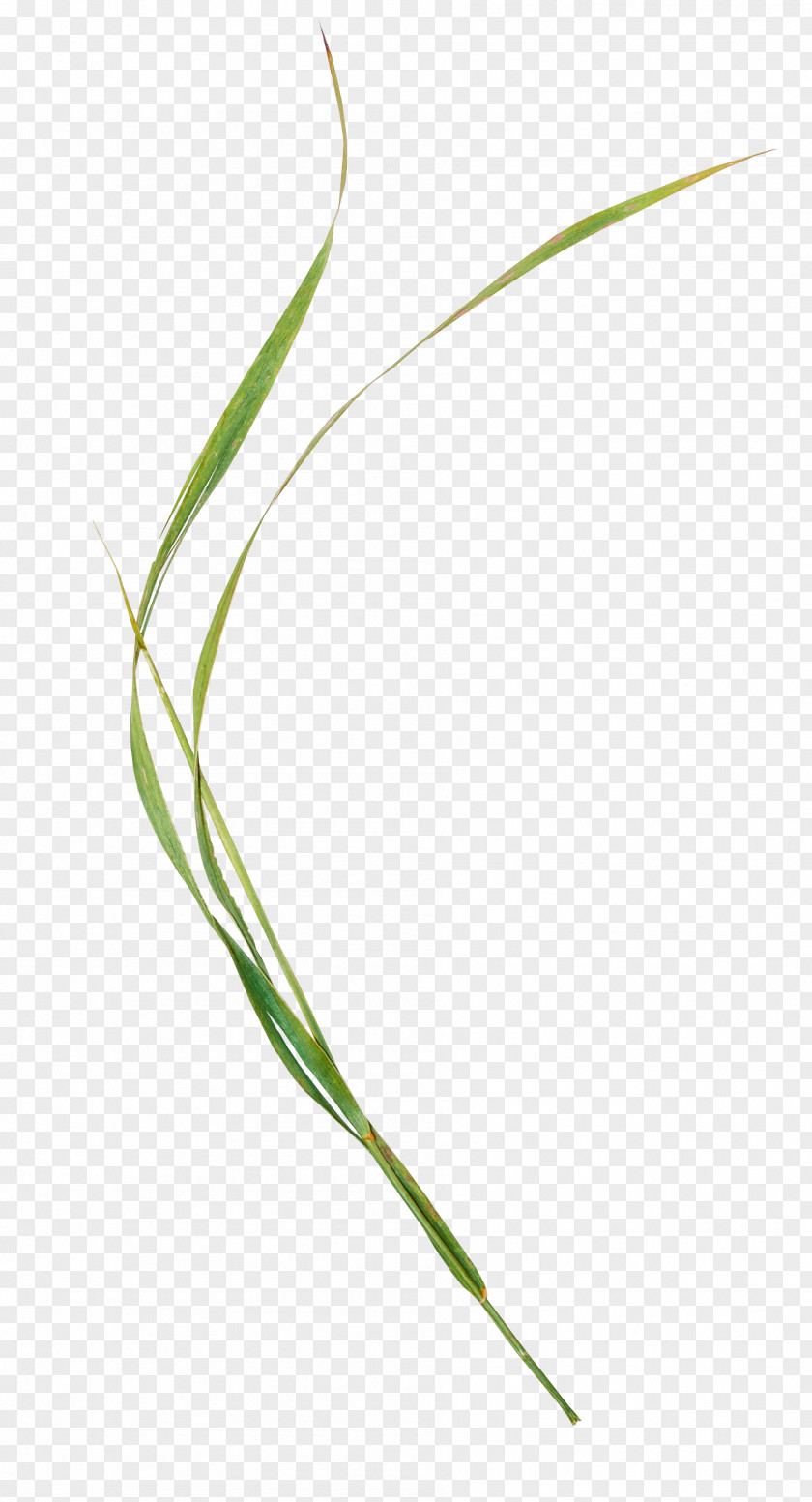 Leaf Grasses Sweet Grass Plant Stem PNG
