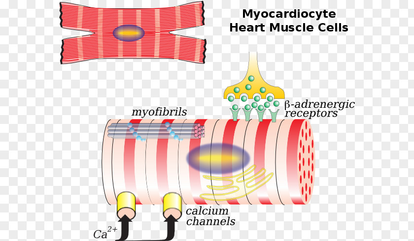 Left Ventricle The Cardiac Muscle Cell Myocyte Heart PNG