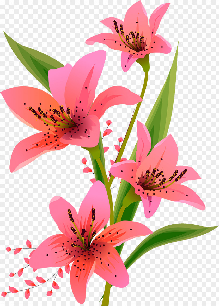 Design Lilium Floral PNG
