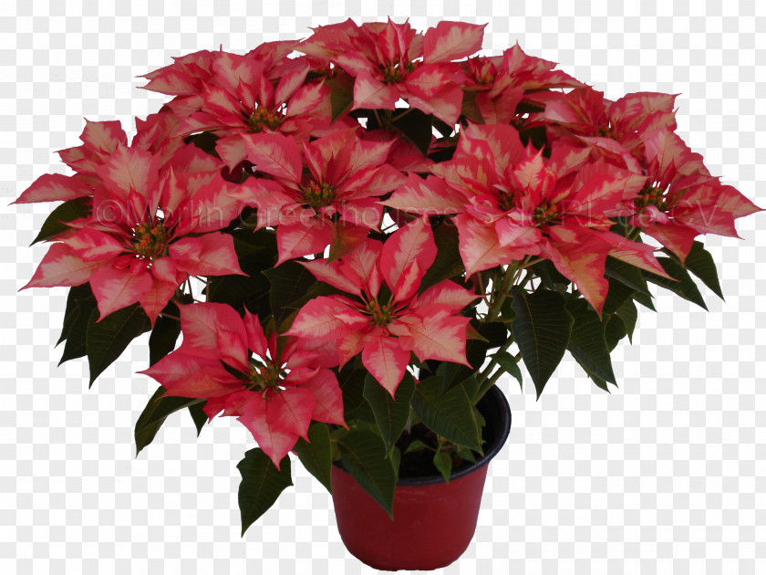 Flower Cut Flowers Flowerpot Poinsettia Houseplant PNG