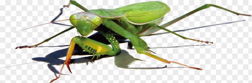 Green Cockroach Vector Mantis Insect Euclidean PNG
