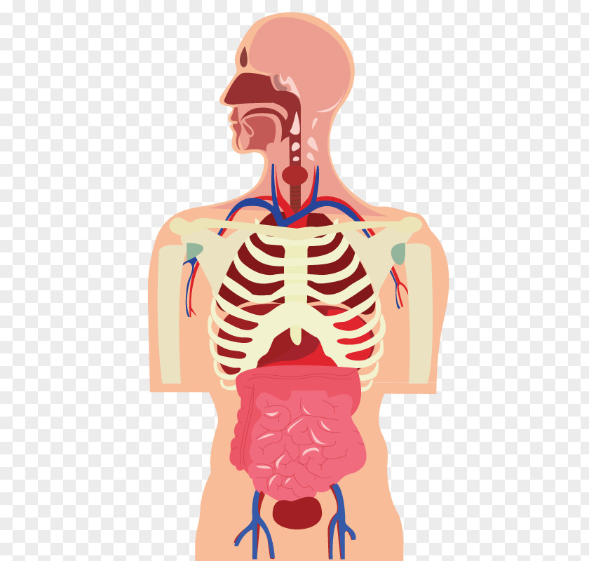 Human Body Organ Muscle Cartoon PNG body Cartoon, human clipart PNG