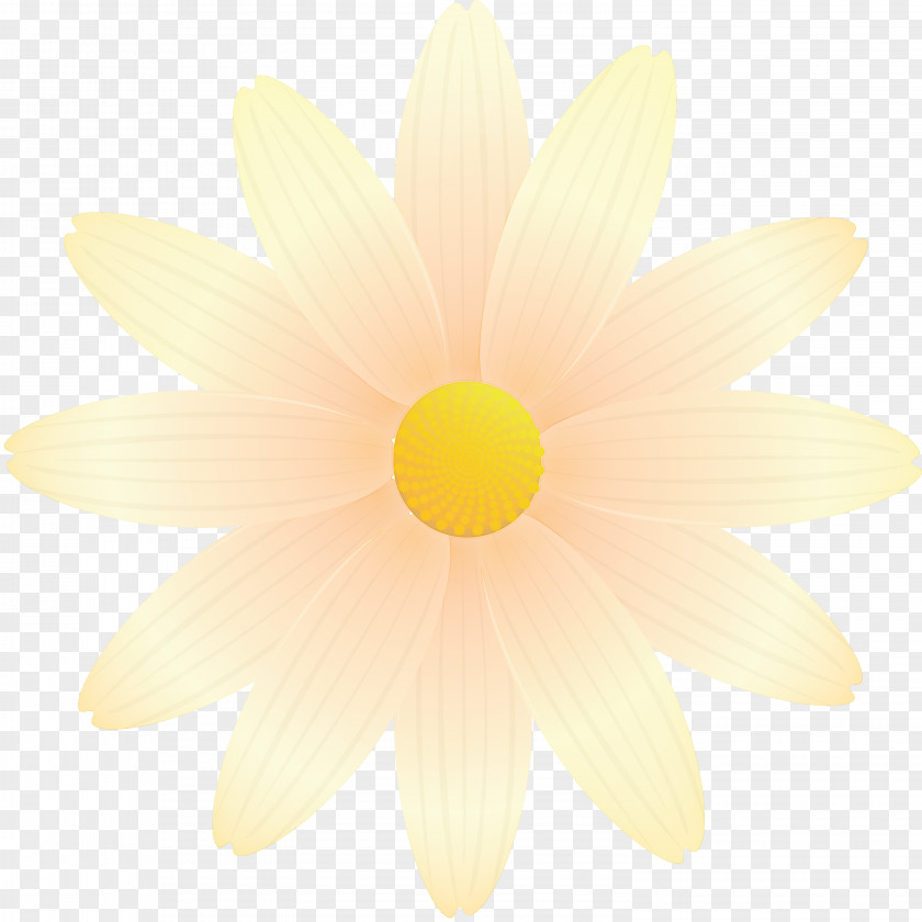 Marguerite Flower Spring PNG