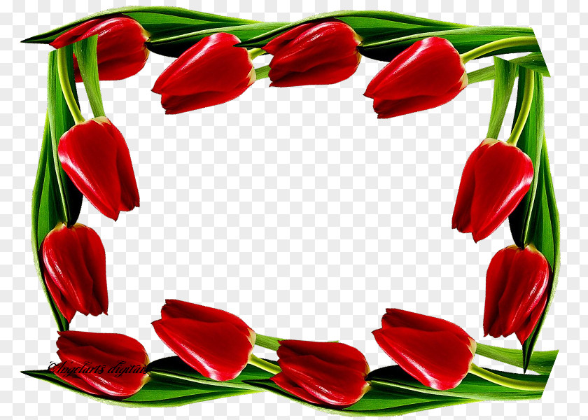 Tulip Floral Design Cut Flowers Flower Bouquet PNG