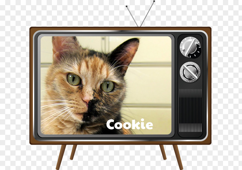 Cat Whiskers Television Kitten Dog PNG