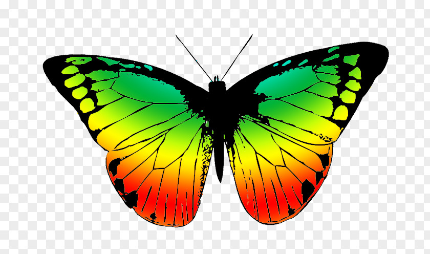 Caterpillar Butterfly Monarch Insect Drawing Clip Art PNG