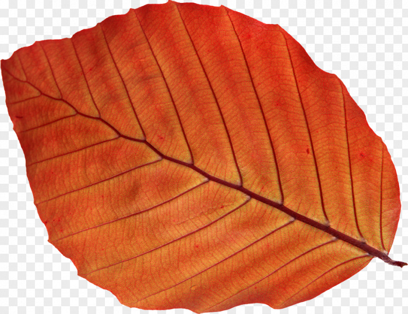 Leaf Autumn Color Photography PNG