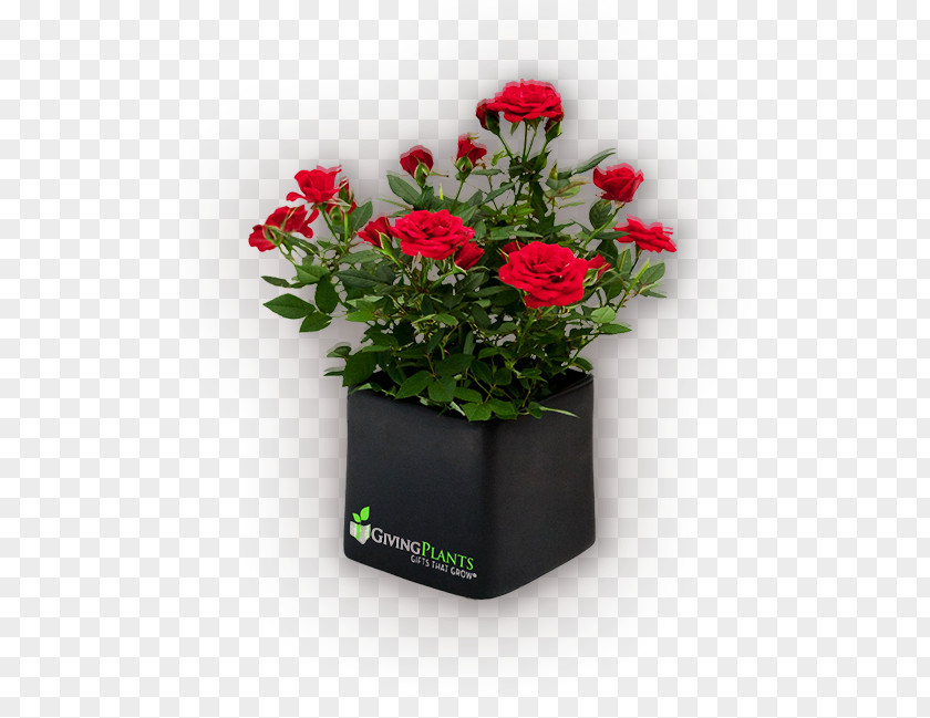 Pot Plant Houseplant Flowerpot Gift PNG