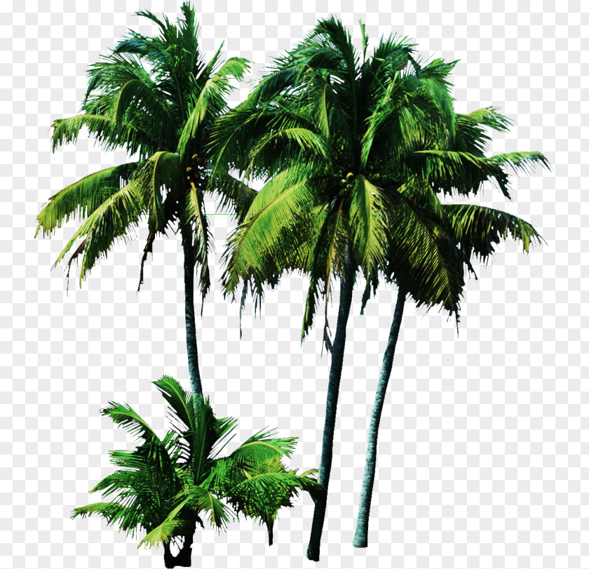 Tree Palm Trees Coconut Clip Art Shrub PNG