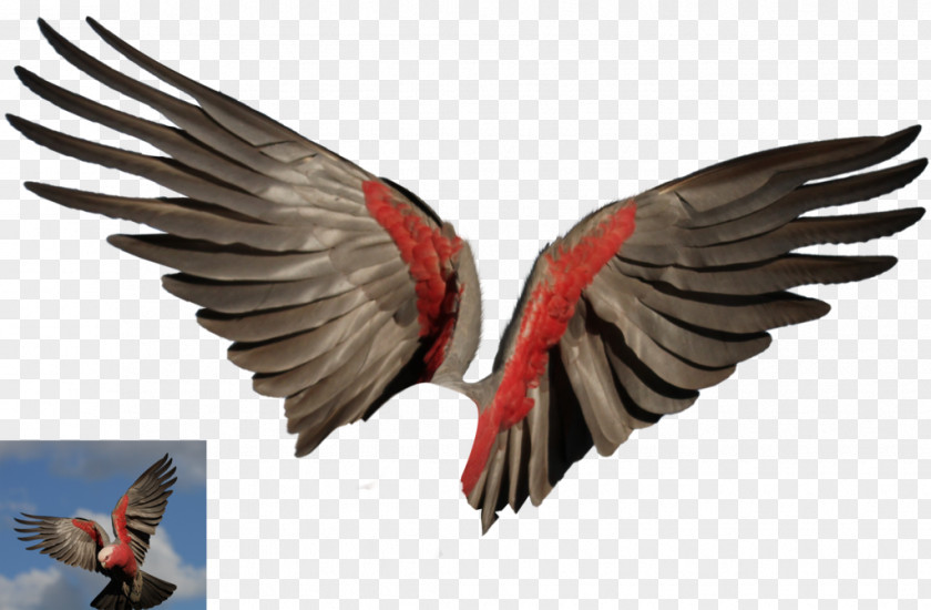 Columbidae Domestic Pigeon Desktop Wallpaper PNG