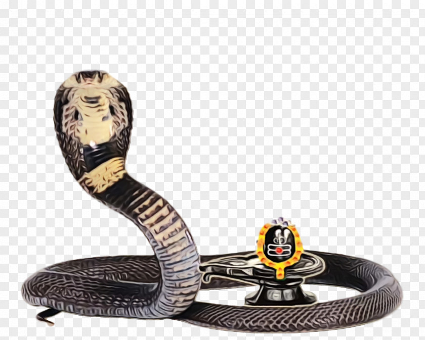 Elapid Snakes PNG