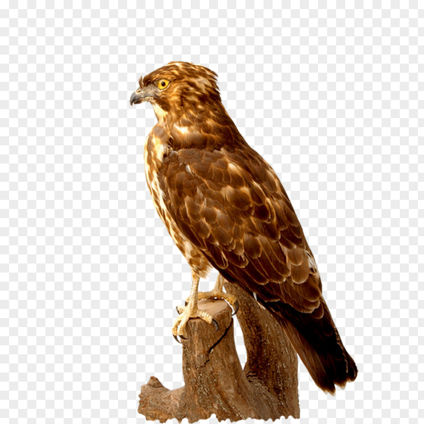 Falcon Hawk Bird Buzzard Download PNG