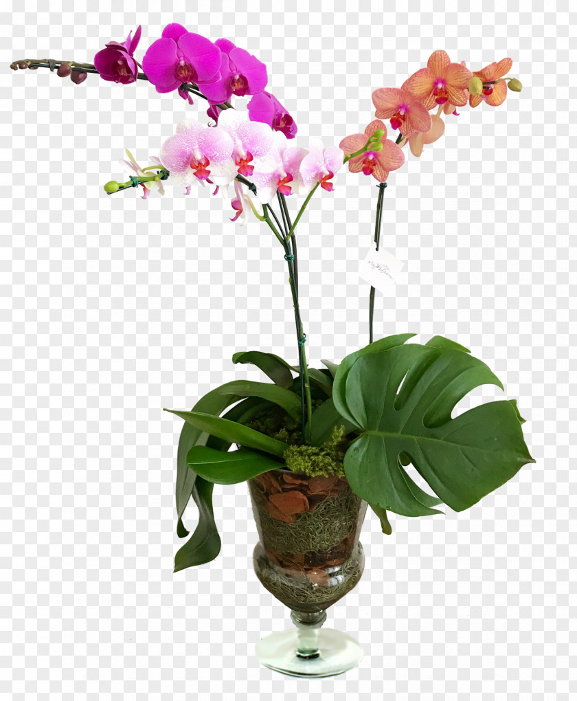 Glass Moth Orchids Cut Flowers Cattleya PNG