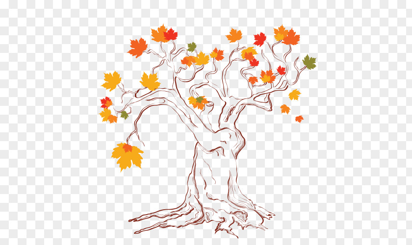 Leaf Maple Drawing PNG