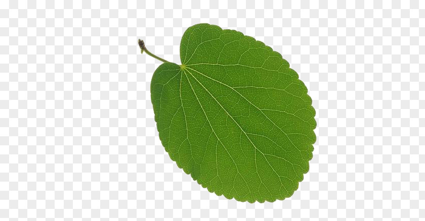 Leaves 9 Leaf Tree Vascular Bundle Deciduous PNG