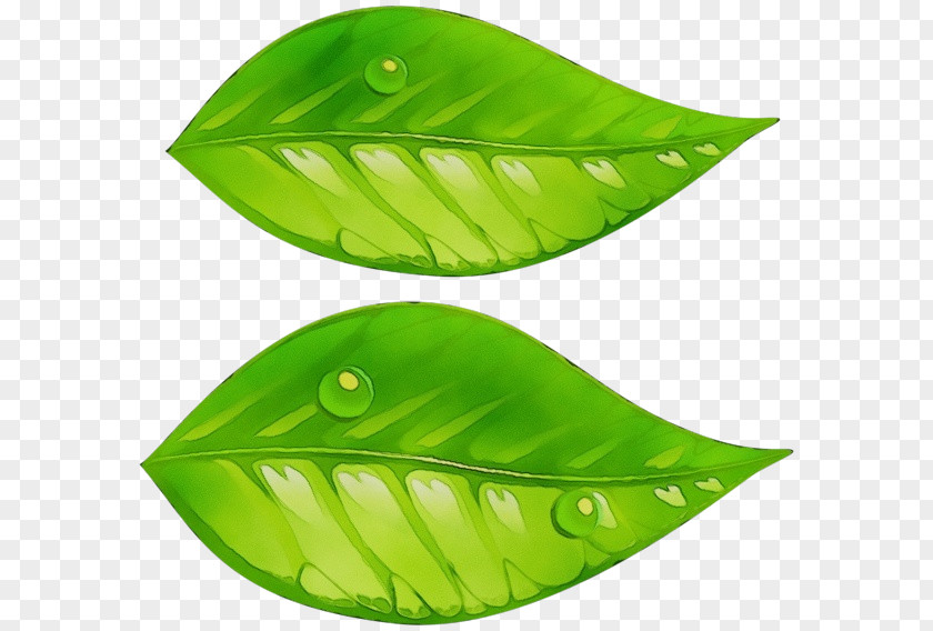 Plant Green Leaf Watercolor PNG