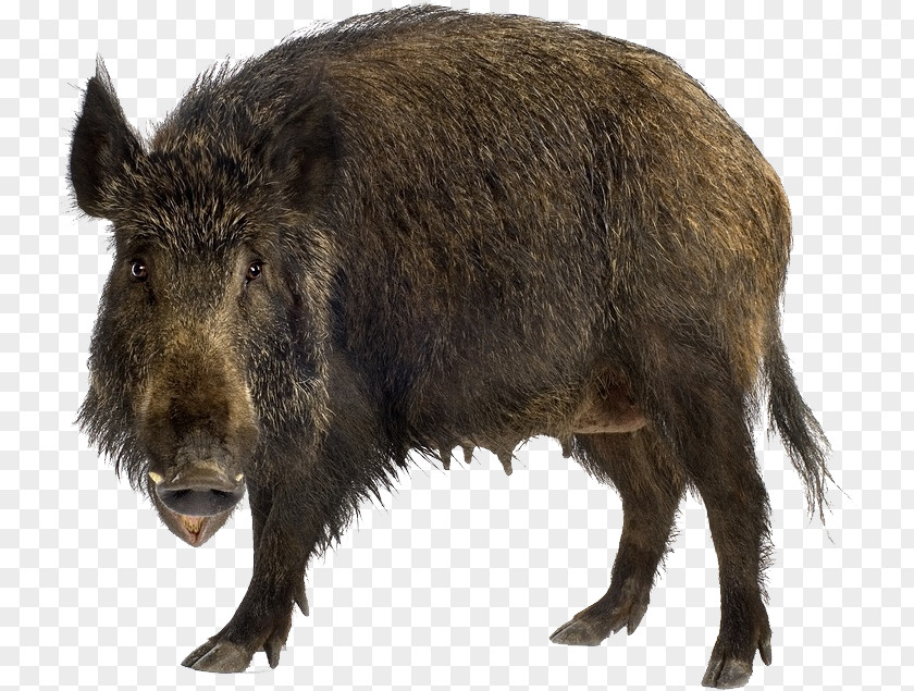 Boar Wild Stock Photography Brown Bear Stock.xchng PNG