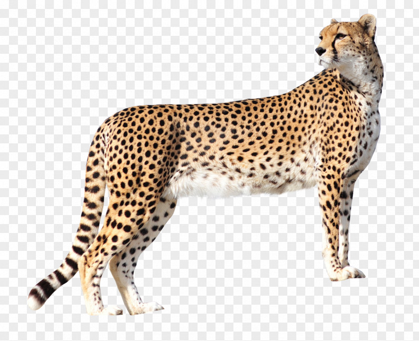 Cheetah Lion High-definition Television Wallpaper PNG