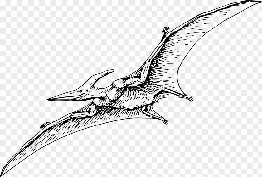 Dinosaur Pterodactyls Pteranodon Pterosaurs Fregatidae PNG