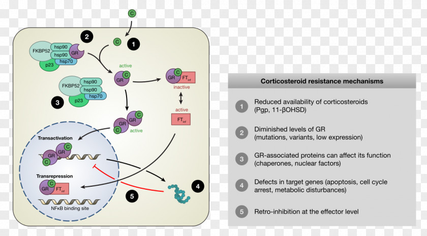 Mecanism Glucocorticoid Receptor Corticosteroid Mechanism Of Action PNG