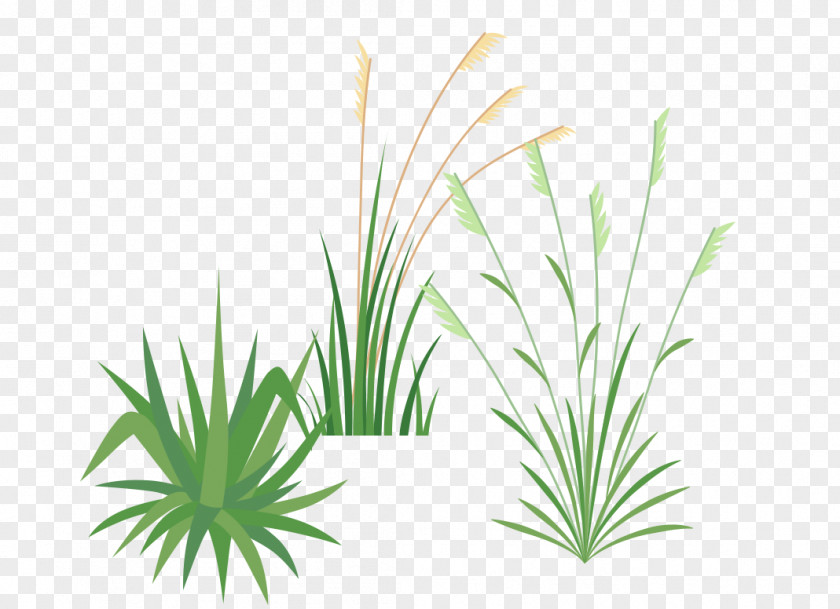 Ornamental Grass Festuca Glauca Pennisetum Alopecuroides Roof Plant PNG