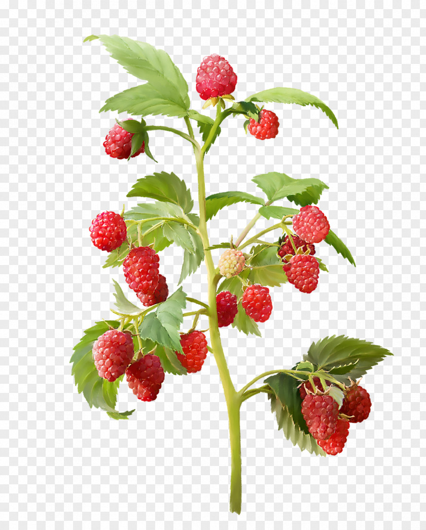 Raspberry Red Fruit Amora Mulberry PNG