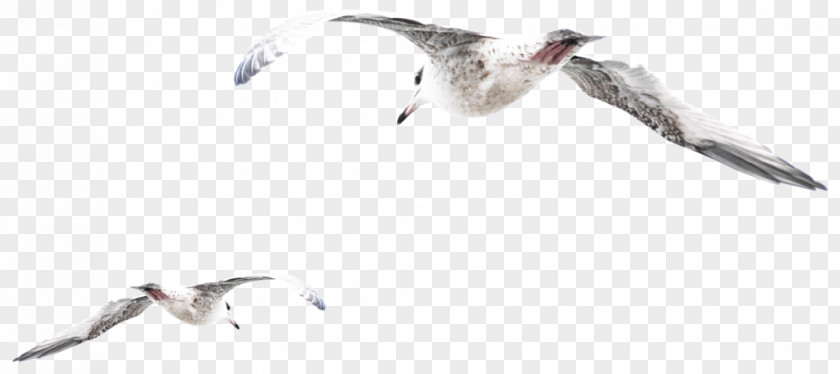 Aves European Herring Gull Gulls Bird Psd Adobe Photoshop PNG
