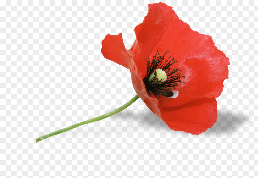 Common Poppy Red Flower Remembrance PNG