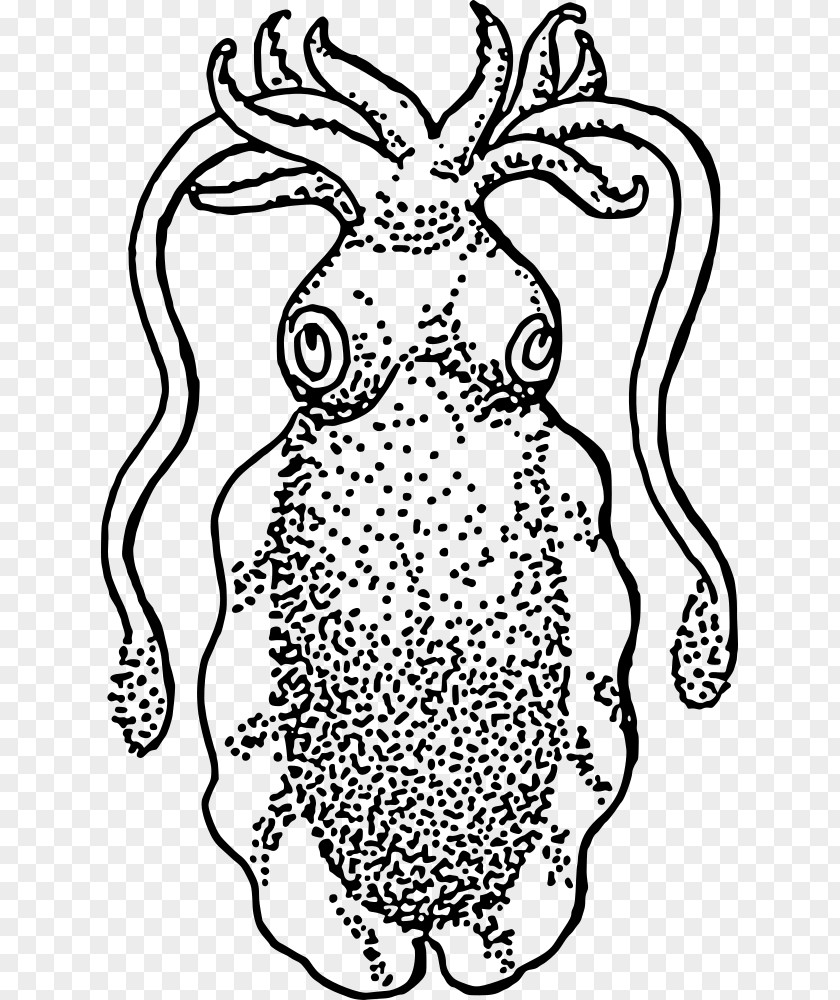 Cuttlefish Squid Drawing Clip Art PNG