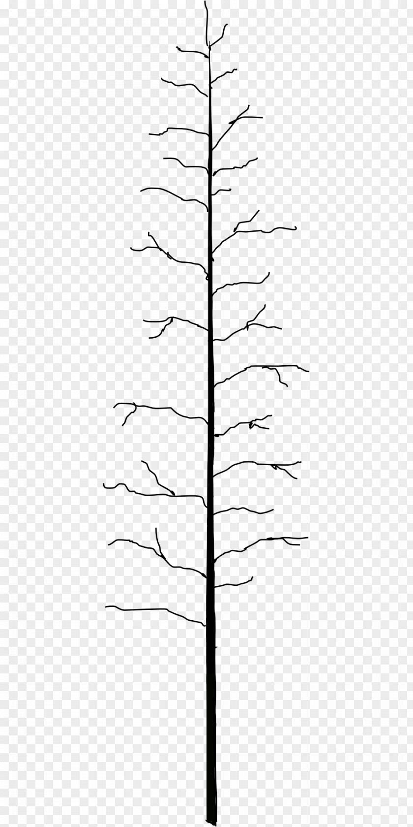 Dead Tree Twig Line Plant Stem Leaf Angle PNG