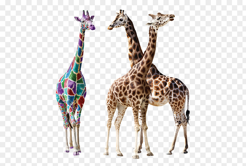 Giraffe Stock Photography PNG