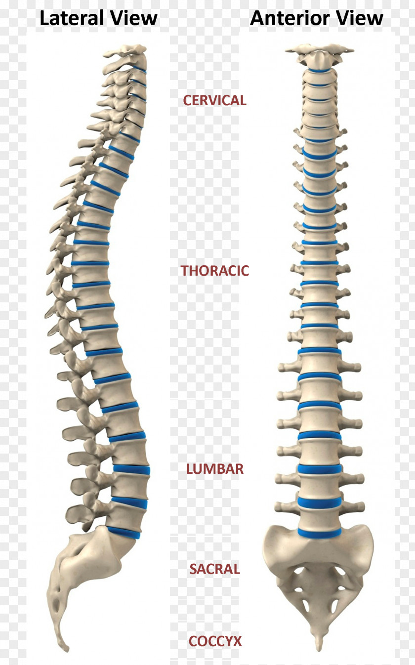 Health Craniosacral Therapy Scoliosis Surgery Vertebral Column Human Skeleton PNG