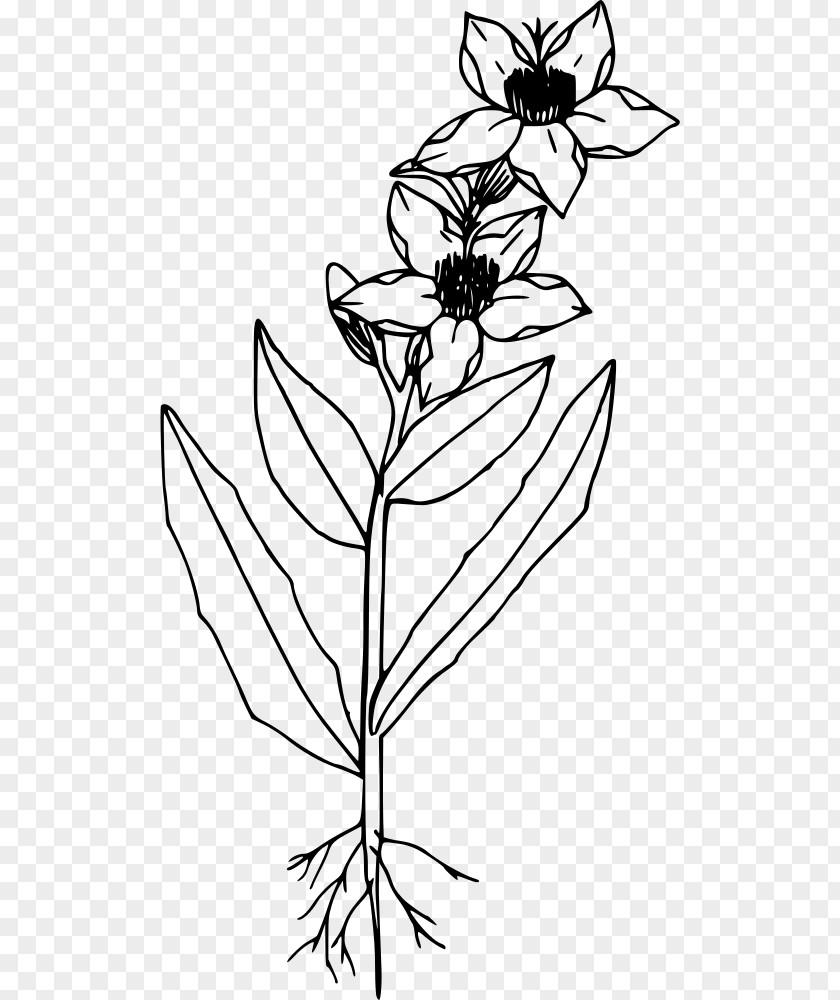 Lupine Line Art Drawing Clip PNG