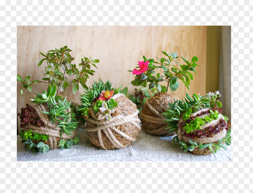 Plant Floral Design Flowerpot Succulent Garden Kokedama PNG