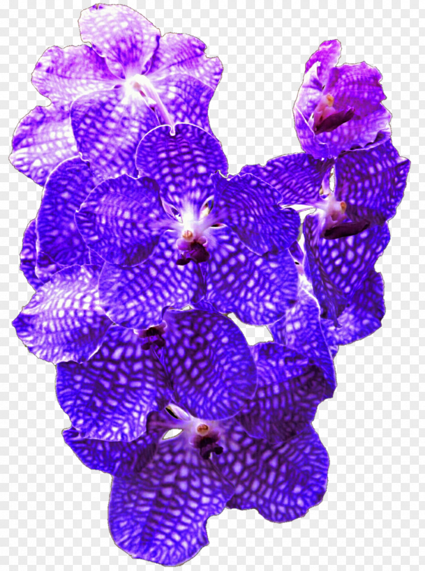 Purple Orchid Lavender Lilac Violet Cobalt Blue PNG