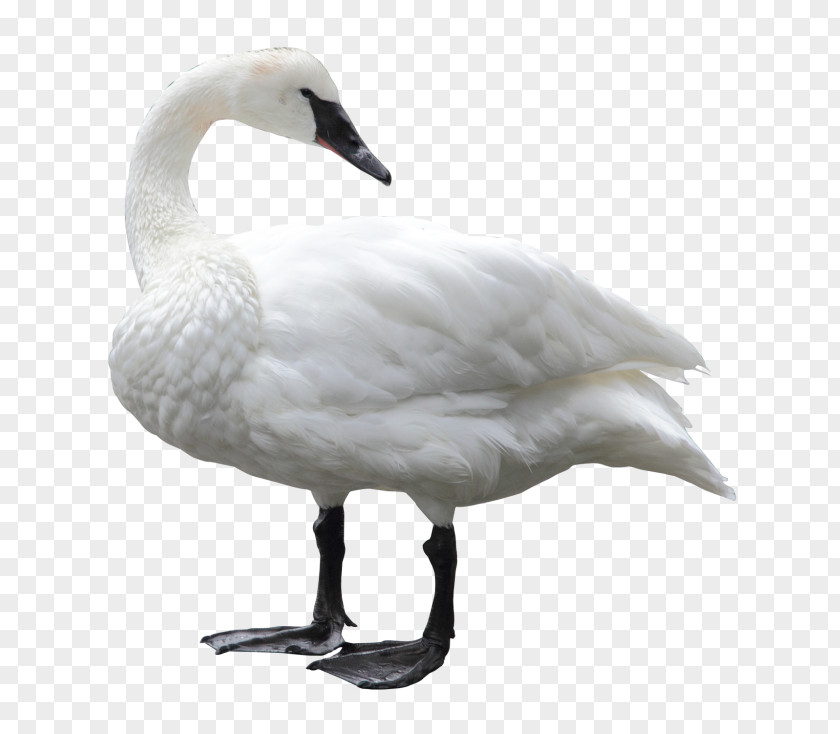 Bird Mute Swan Goose PNG