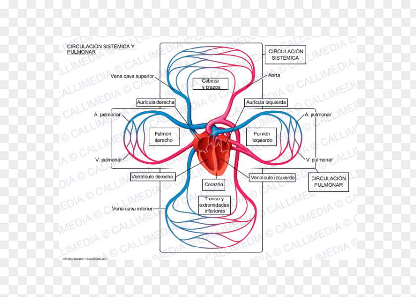 Circulatory System Pulmonary Circulation Systemic Lung Vein Artery PNG