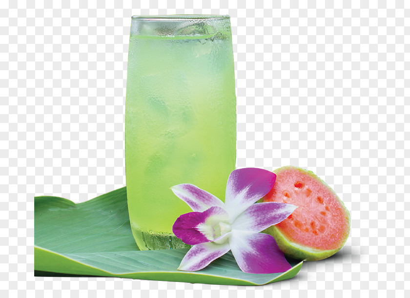 Guava White Tea Non-alcoholic Drink Juice Oolong PNG