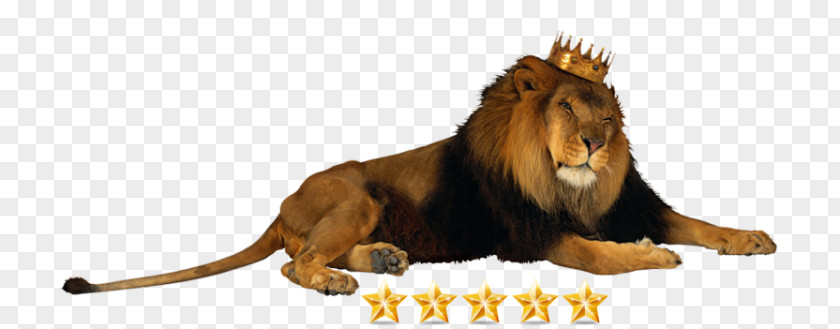 Lion Crown Jaguar King Of The Animals Clip Art PNG
